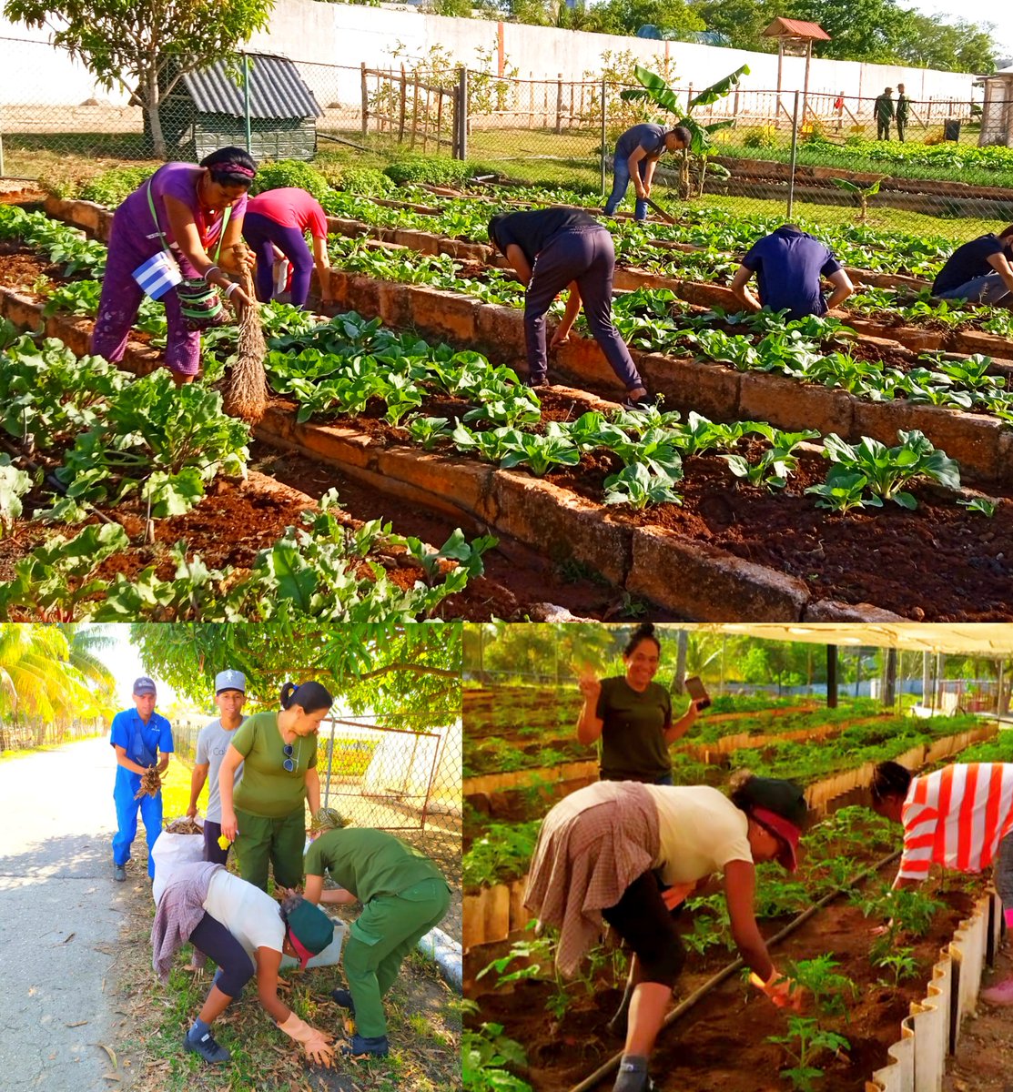 🔴🔵🟢| En el Ejército Occidental, oficiales,trabajadores civiles, sargentos y soldados, se unieron en el módulo agropecuario en una jornada de trabajo productivo como parte de las actividades por el #1Mayo para incrementar la siembra de alimentos. #Cuba🇨🇺