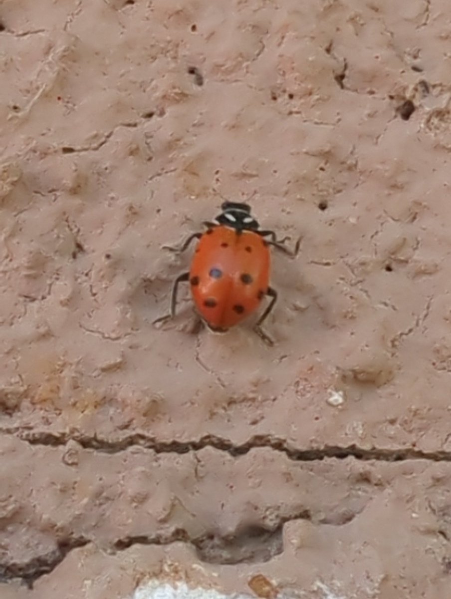 corralesphenology.blogspot.com/2024/04/spume.…

The cool nature in Corrales, NM