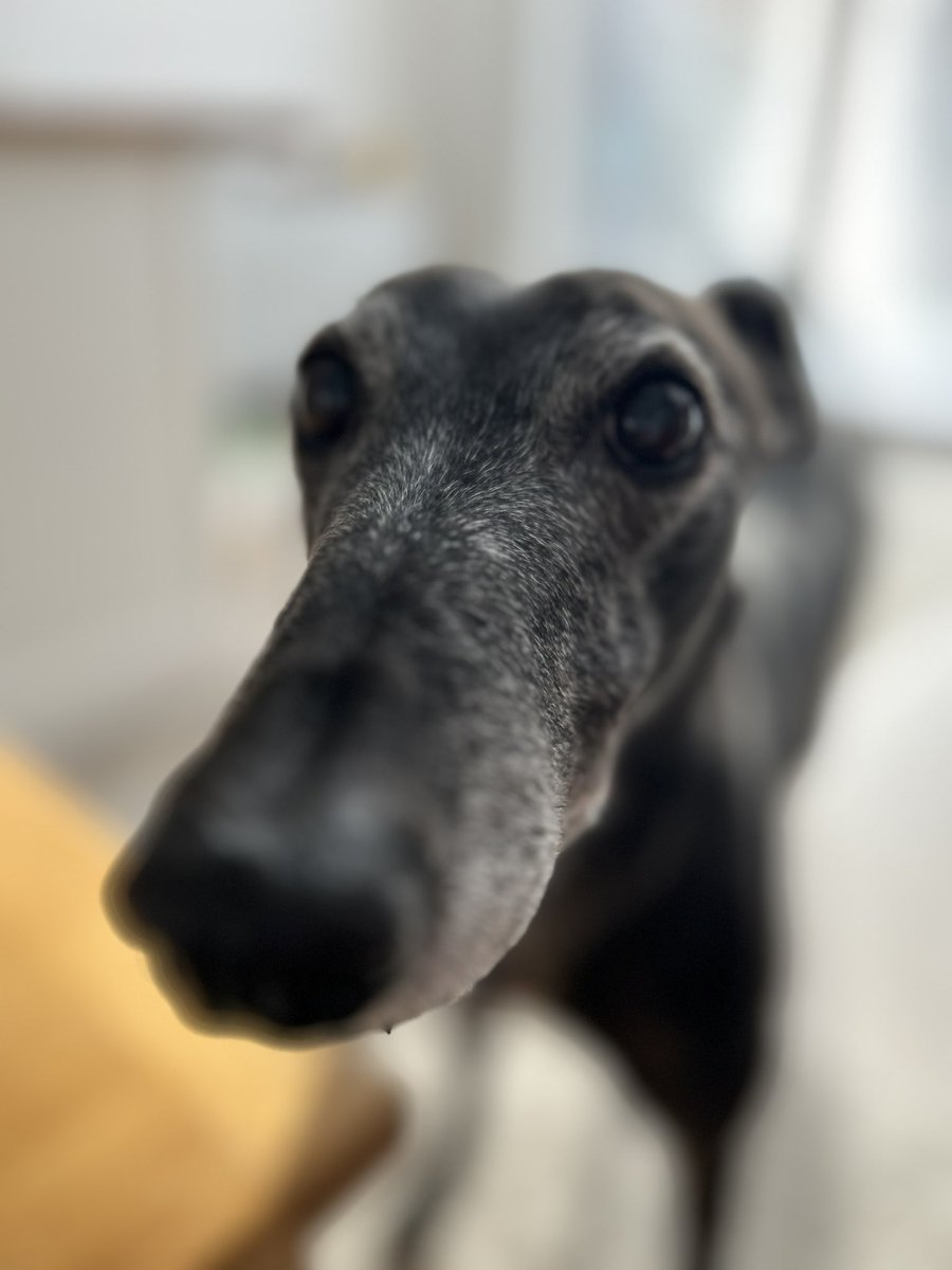 Hello Twitter friends. I’m missing my gorgeous Twixy dog. Please send greyhound pics