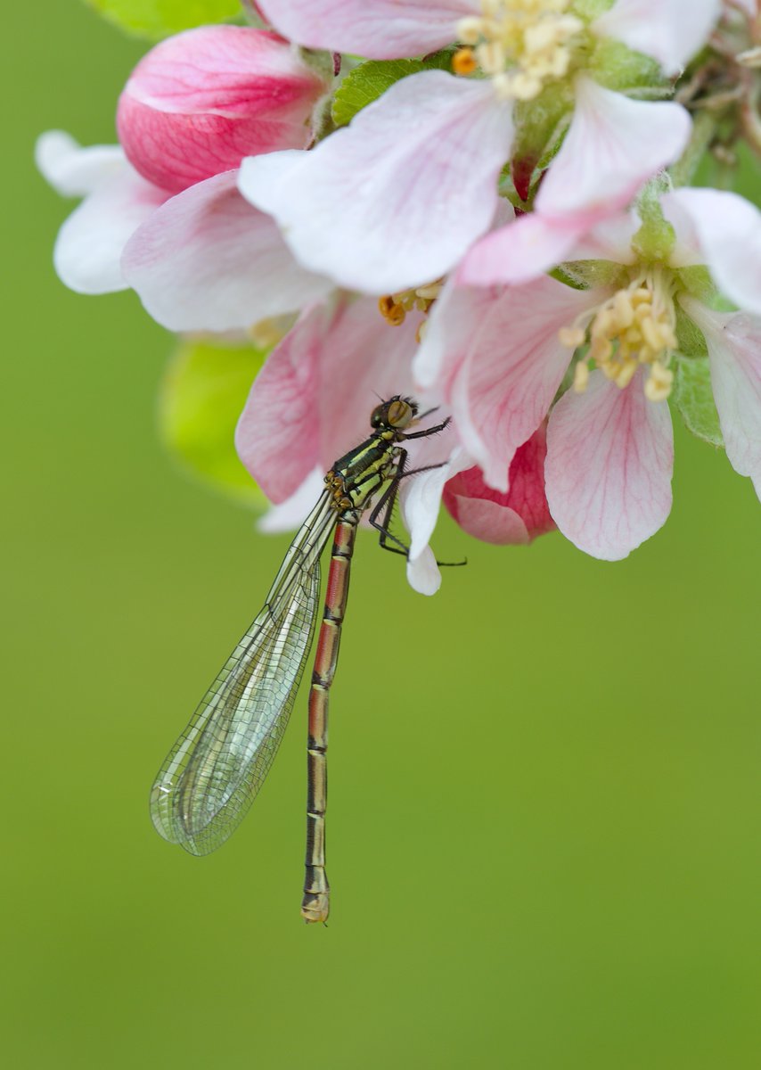 Large Red Damselfly on Apple blossom.