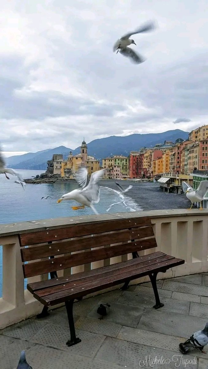 Camogli