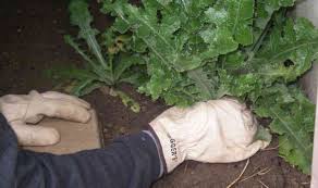 Spring Forward Landscaping Ltd tweet media