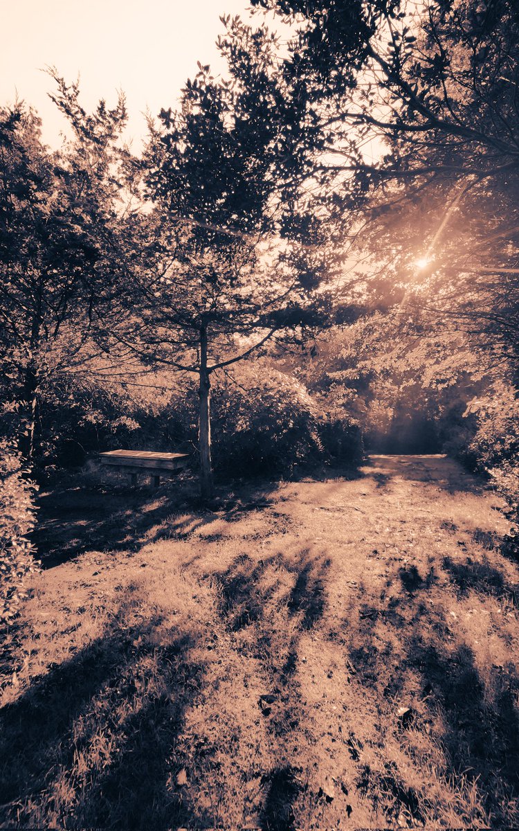 ✖️ the Path ✖️ #picture #photo #photography