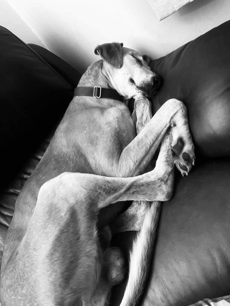 LurcherSOS tweet picture