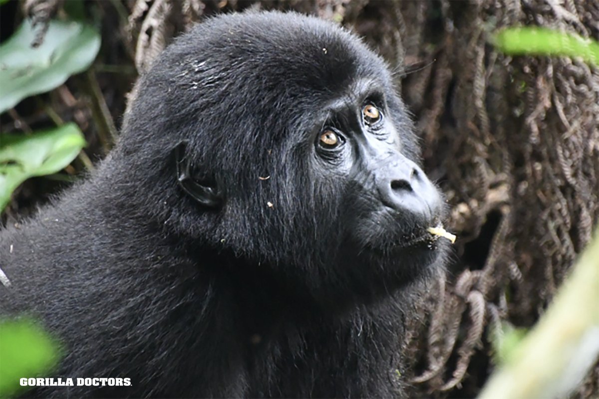 Dr. Ricky conducted a check of Katooma, a 3.5yo mountain gorilla, Nkuringo group, Bwindi Impenetable NP, Uganda. Dr. Ricky observed a slight browning of her coat (possible sign of parasites) but she was active, feeding & alert. We will continue monitoring. #gorilladoctors