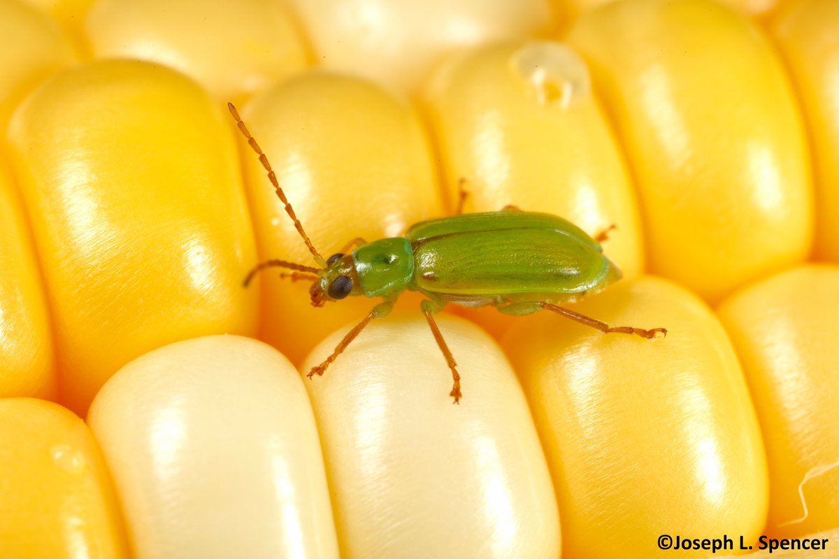 Your scorecard for telling the players apart! 'The Handy Bt Trait Table' was updated in March. It's your tool for understanding the #Bt traits packages present in #corn hybrids. Supplements go in-depth on traits & etc. Know what's in what you plant. texasinsects.org/uploads/4/9/3/…