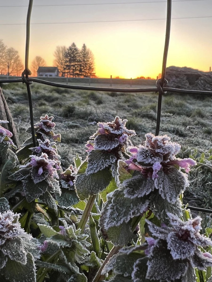 A frosty morning in Ontario. 🌅❄️🧡
Photo by Anja Vandervlies - Nederveen.
#nature #NaturePhotography #NatureBeauty #morning #Ontario #frosty #WeAreNature #photooftheday #photography #photographers #PhotoModeMonday