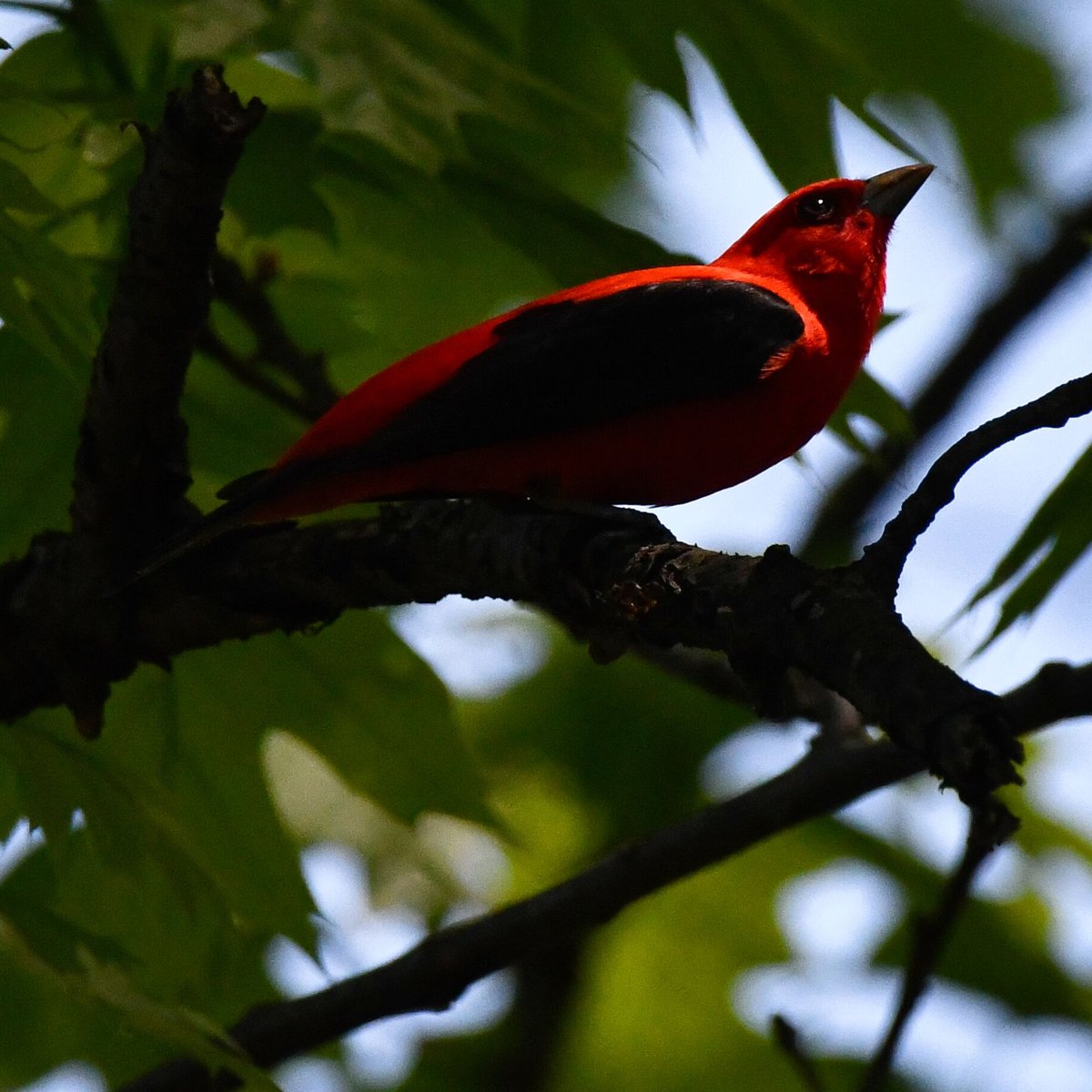 My least blurry Scarlet Tanager atop the canopy of Fort Greene Park in Brooklyn today. Two males chasing each other.