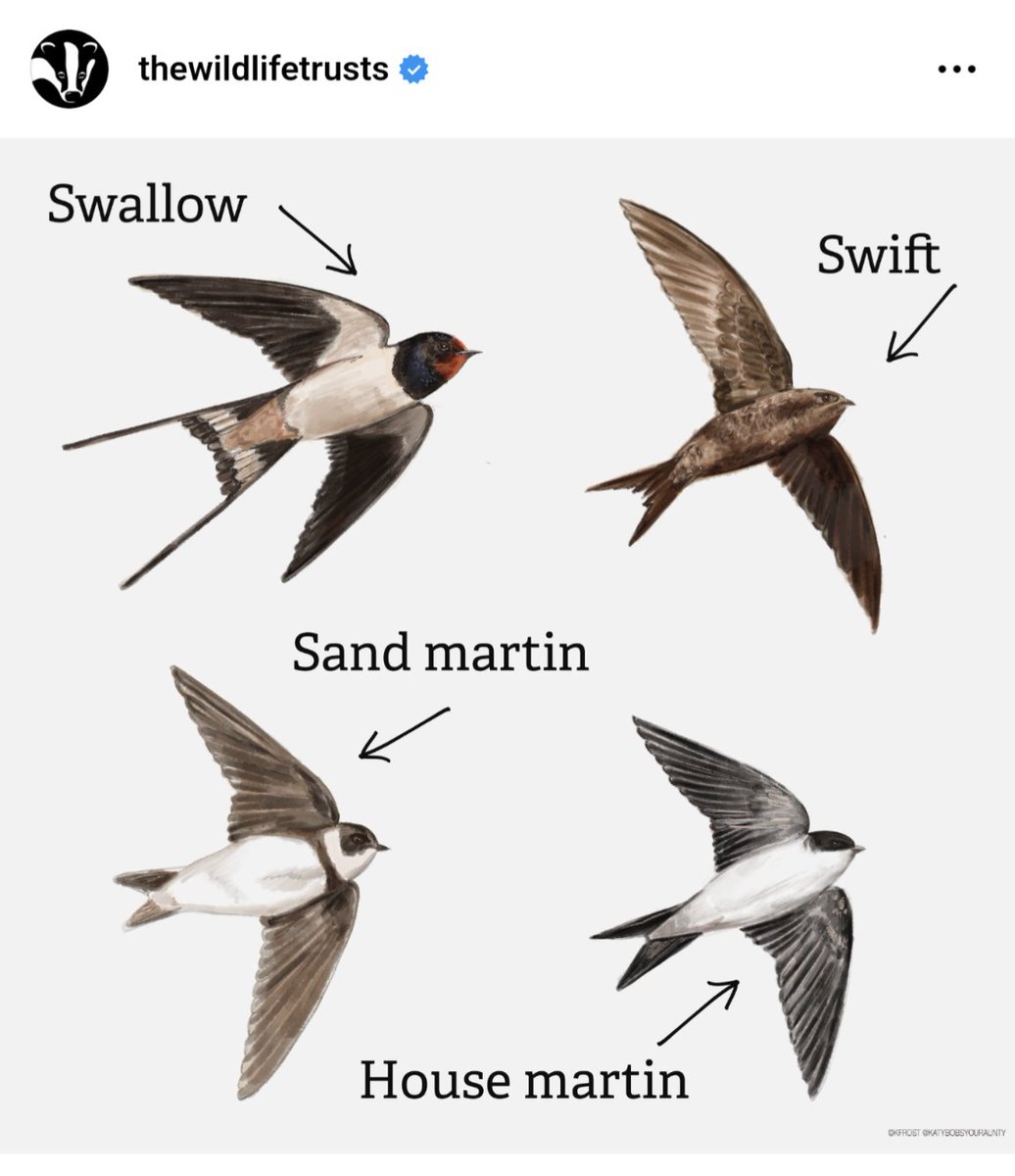 A beautiful day and lots of insects 🐝🦋 about - but no #Swifts in our survey patch in #Lewes yet!