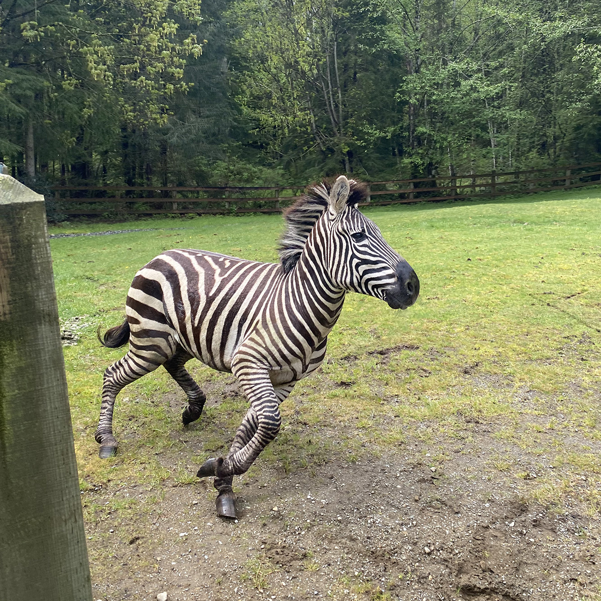 Be on the lookout for a zebra in the North Bend area. 🦓 Our officers were able to corral three zebras that escaped from a trailer on I-90 Sunday, but a fourth is still on the loose. Call 206-296-7387 or 9-1-1 if you have info.