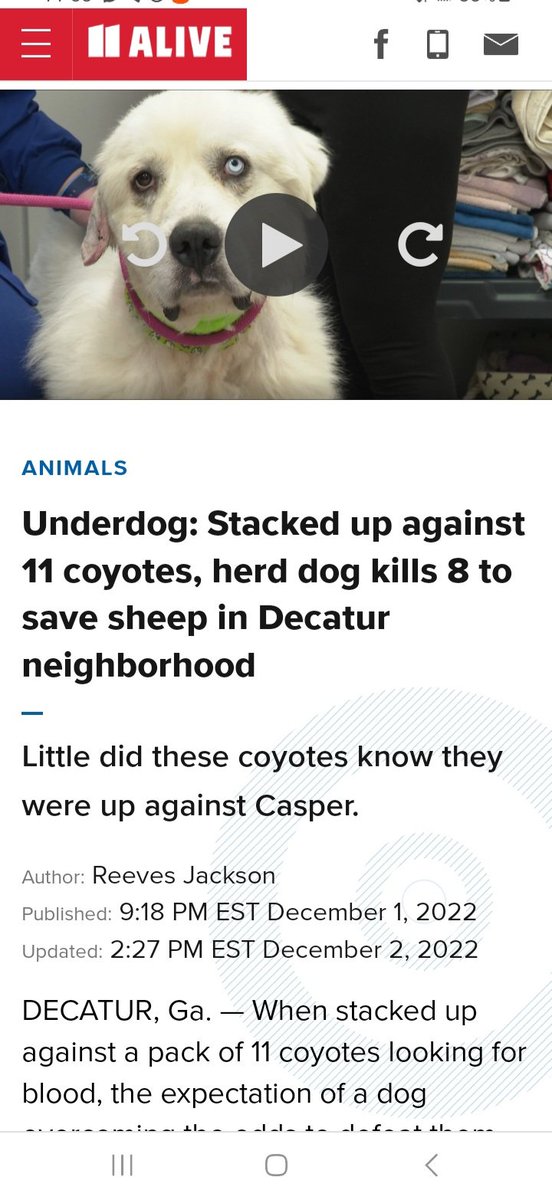 @imscotte @L3opardSpott3r @KristiNoem She was trying to train it to hunt gamebirds. After chasing pheasants all day, she was negligent in preventing the dog from jumping out of car & going after chickens. Our dogs on our farm kill raccoons & coyotes. They are not 'blood thirsty dogs'
#PuppyKiller