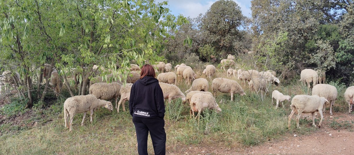 jordialgerri's tweet photo. Ahir fèiem #pastureig
Un dia amb la @bysaraguerrero
No havia vist mai, com algú s'integrava dins el ramat com ella.
Després dinar a #HostaldelMontsec, a STA. María d Meià
"Espatlla d corder al forn sense ganivet"🤤
Dinar merescut, després d'un matí al cor del ramat
#lavidaalramat https://t.co/6FSwMgCmQR
