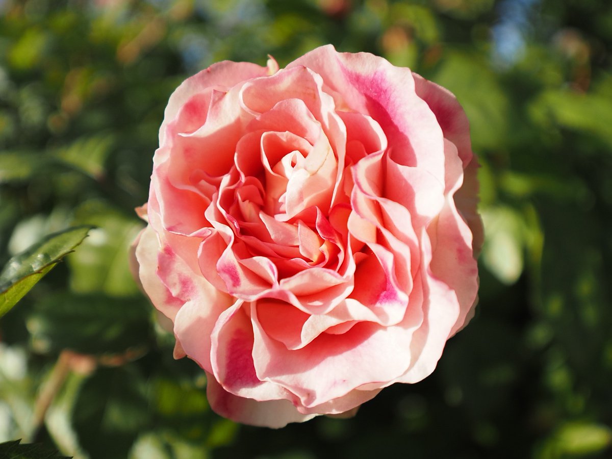 Markus Triska (@markustriska) on Twitter photo 