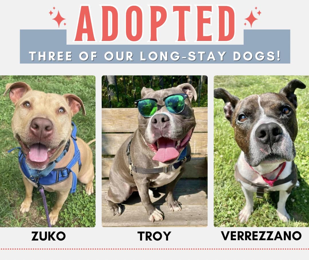 3 Long Term Residents got ADOPTED! 😍😍😍 From Monmouth County SPCA @TheMCSPCA #NJ: We simply CANNOT pass up the opportunity to share our three longest stay dogs finding their homes 🎉 ➡️ ZUKO ➡️ TROY ➡️ VERREZZANO (adopted by foster!) All three of these amazing boys waited…