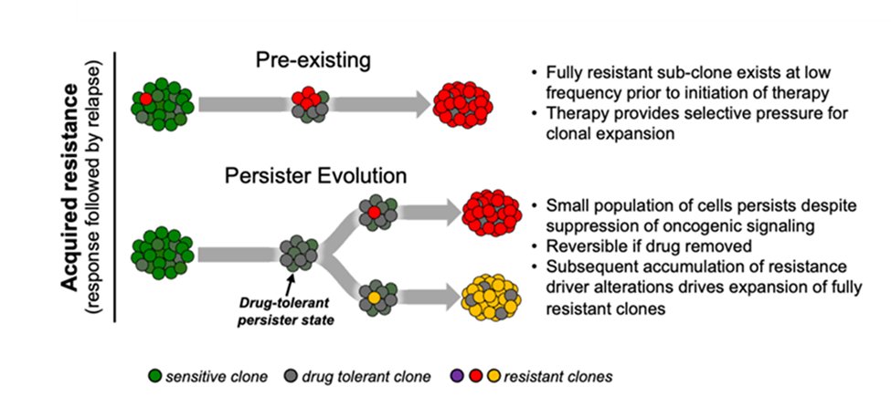 Cancers review from Harvard’s Cabanos and Hata about drug-tolerant persister cells and resistance. Would like to know more about factors that push drug-tolerant persister cells to make the leap into drug-tolerant expanded persister cells. tinyurl.com/DTEPTx