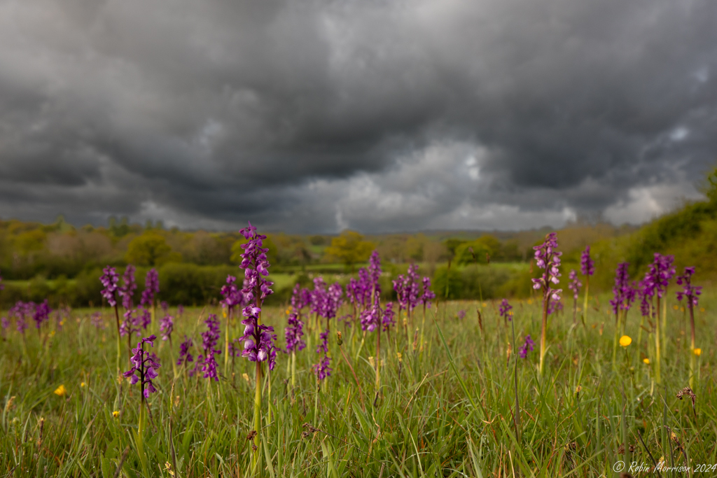 Another in the run of grey wet days here in South Somerset. However, that does allow for something a bit different when out in the Orchid meadows. Such as this image.