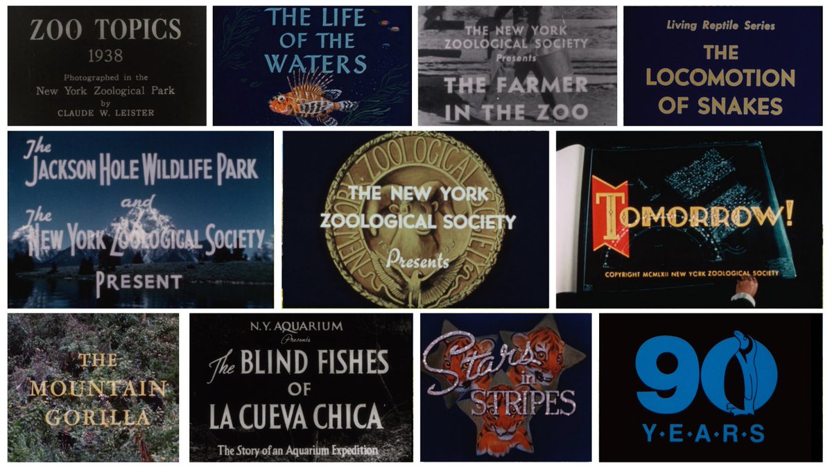 WCS Library and Archives (@arkivist) unveil a new digital historical film collection: bit.ly/49TJsAB 1,600 films dating back to the early 1900s. Offers a window into the history of zoos, aquariums, and wildlife conservation. Sponsored by the Leon Levy Foundation.
