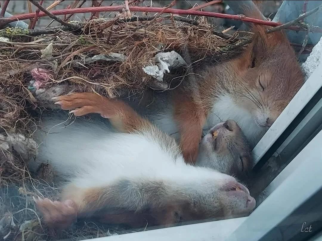 Sleeping Squirrels on a nest on someone's window ledge.