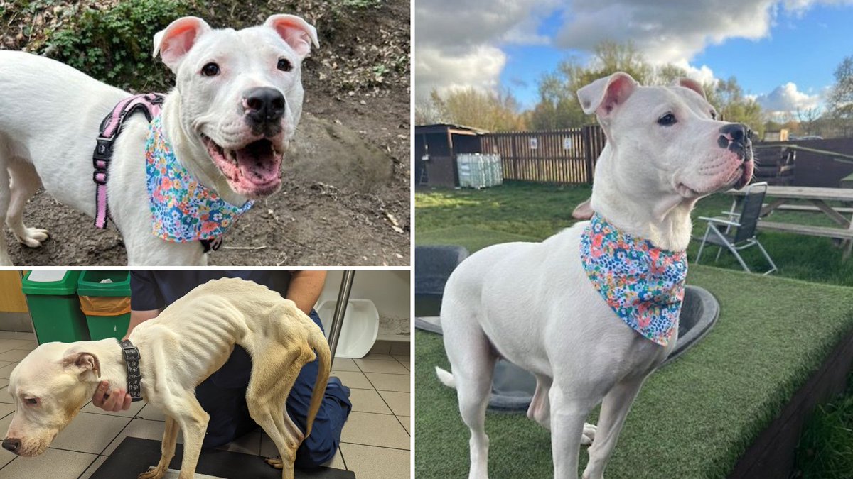 An 11-month-old American bulldog who was found severely emaciated in a filthy cage at a property in #Gateshead last August is now living life to the fullest with her new family after rehabilitation at @RSPCAFelledge Join us in wishing Penny all the best in her new life!🐾