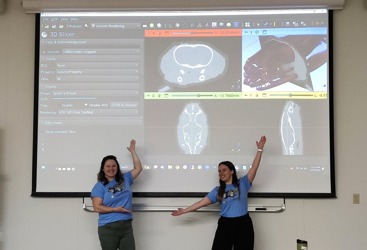 This week @RoseBryson2 and I are running a 2 day @3DSlicerApp and @SlicerMorph workshop at @FloridaMuseum! Our museum and @UF friends are learning how to process their CT data using open source software 😎 don't we look snazzy in our blue Slicer shirts ✨