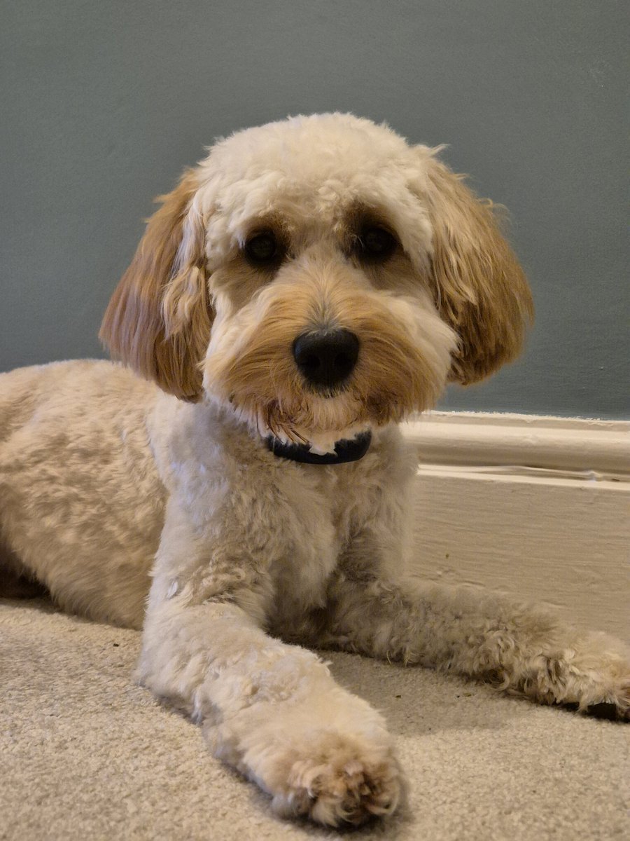 The face of someone whose groom cost mummy £52 today 😮🙈 He then dragged me in the butchers to beg for his free steak, he knows which shops give him treats 😂