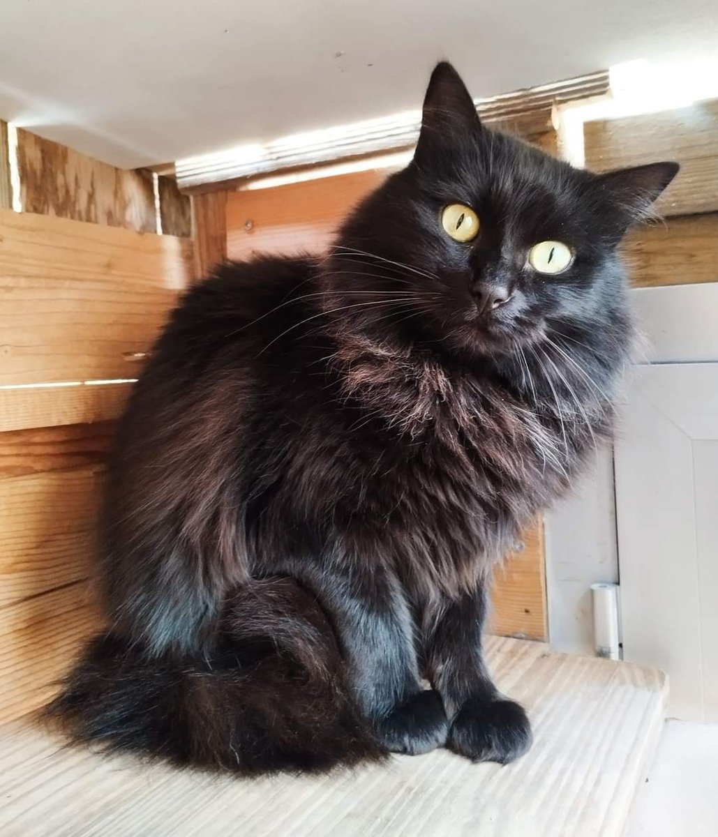 ❤️ À L'ADOPTION ❤️
BLACK JACK
J'aimerais tellement trouver une famille qui m'accepte tel que je suis, un grand timide. 🙀
Si vous voulez m'adopter, vous trouverez ma fiche et un formulaire à remplir sur notre site :
chat-quiberon.com/nos-chats-a-la…
A partager au maximum svp 🙏 
Merci