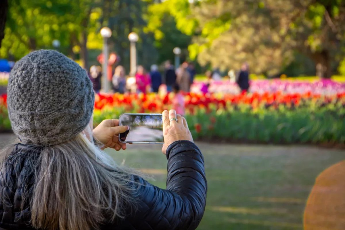 Spring is in full bloom in Ottawa at the Canadian Tulip Festival! 🌷 From May 1 -20, immerse yourself in a sea of colourful tulips and celebrate the beauty of nature. Plan your visit now: tulipfestival.ca