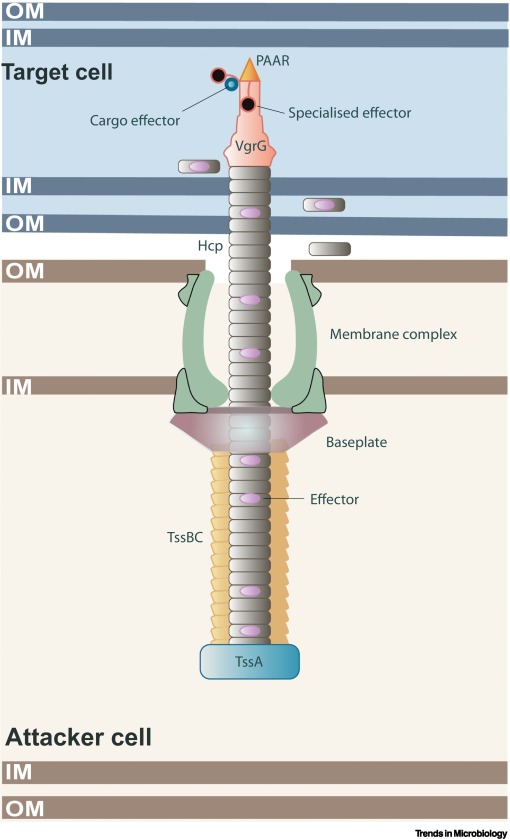 T6SS-effector hunters uncover PIX: a novel delivery/marker domain dlvr.it/T6BC8Y