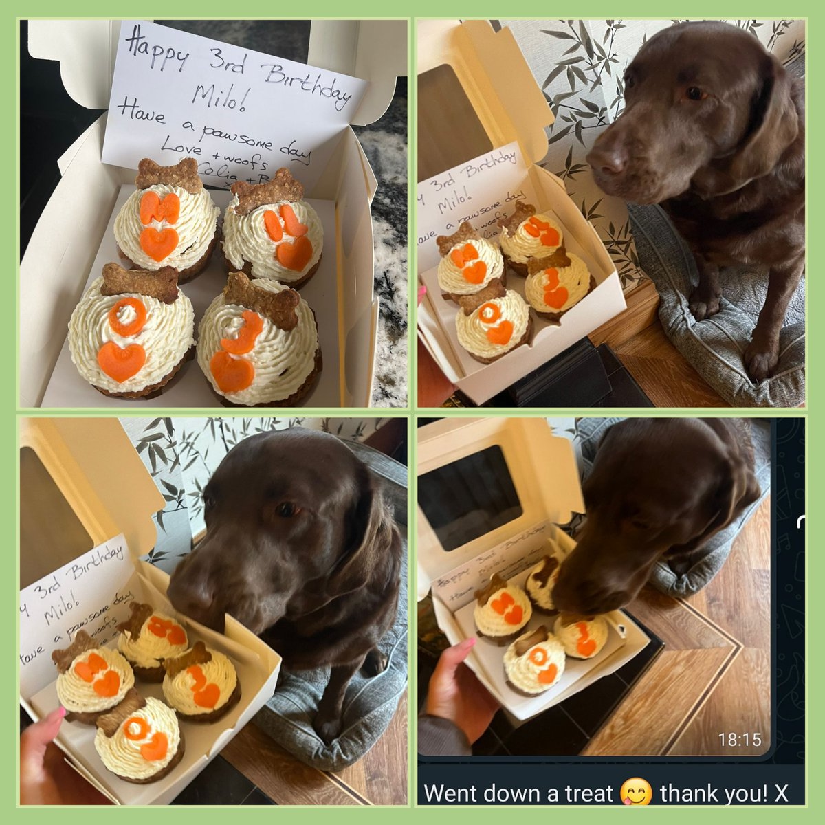 'Went down a treat'. Milo loved his pupcakes. 💚🐶💚 #birthdayboy #SmallStreamersConnect