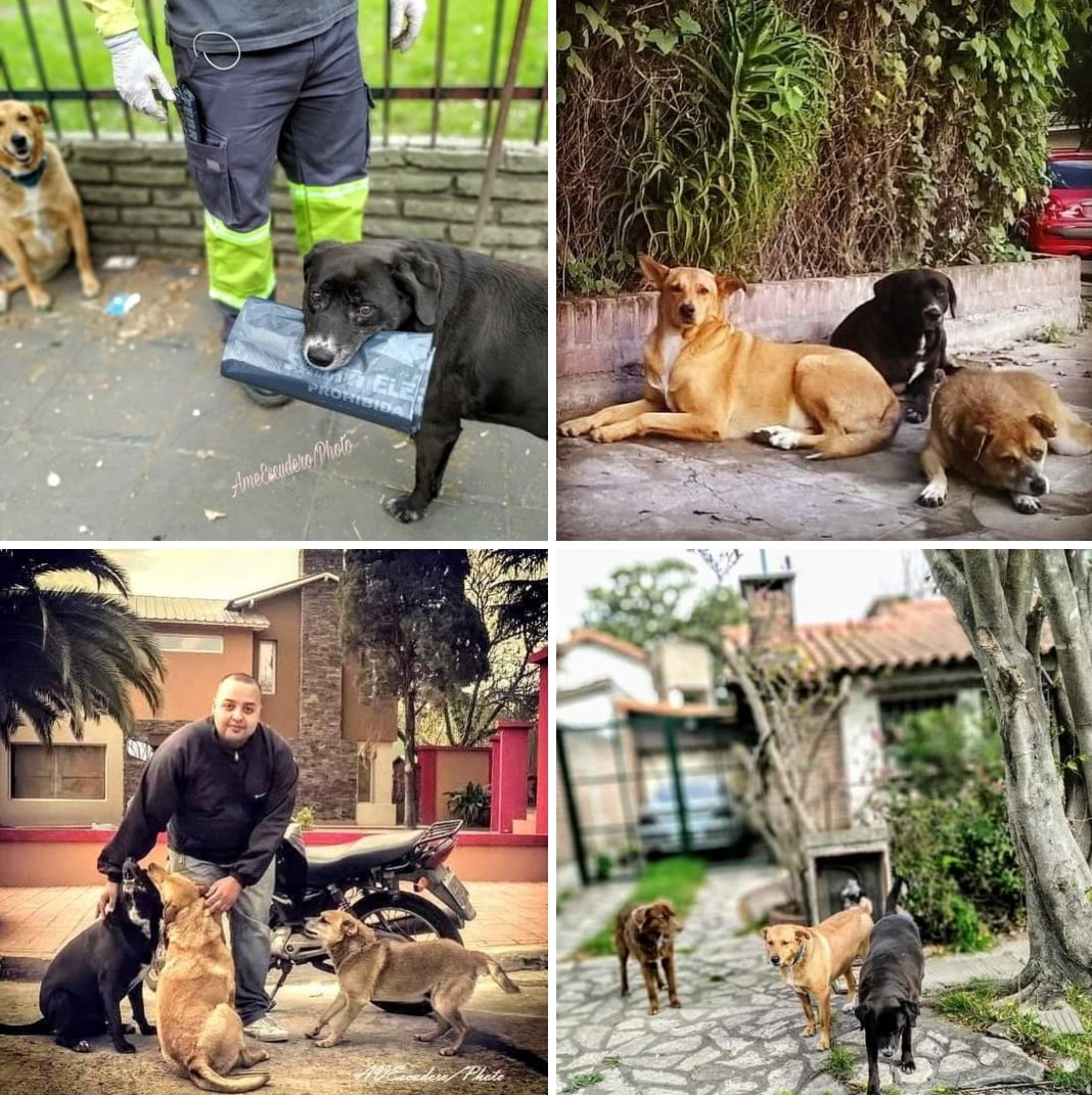 #DiaDelAnimal 2024
Feliz día a los perritos comunitarios de #CiudadJardín cuidados por los Bomberos, Personal Policial FINCA, por el Barrendero Sebastián y por todos los que sabemos quererlos bien! 
El Negro se fué hace poquito y lo vamos a extrañar mucho.
#SonSeresSintientes