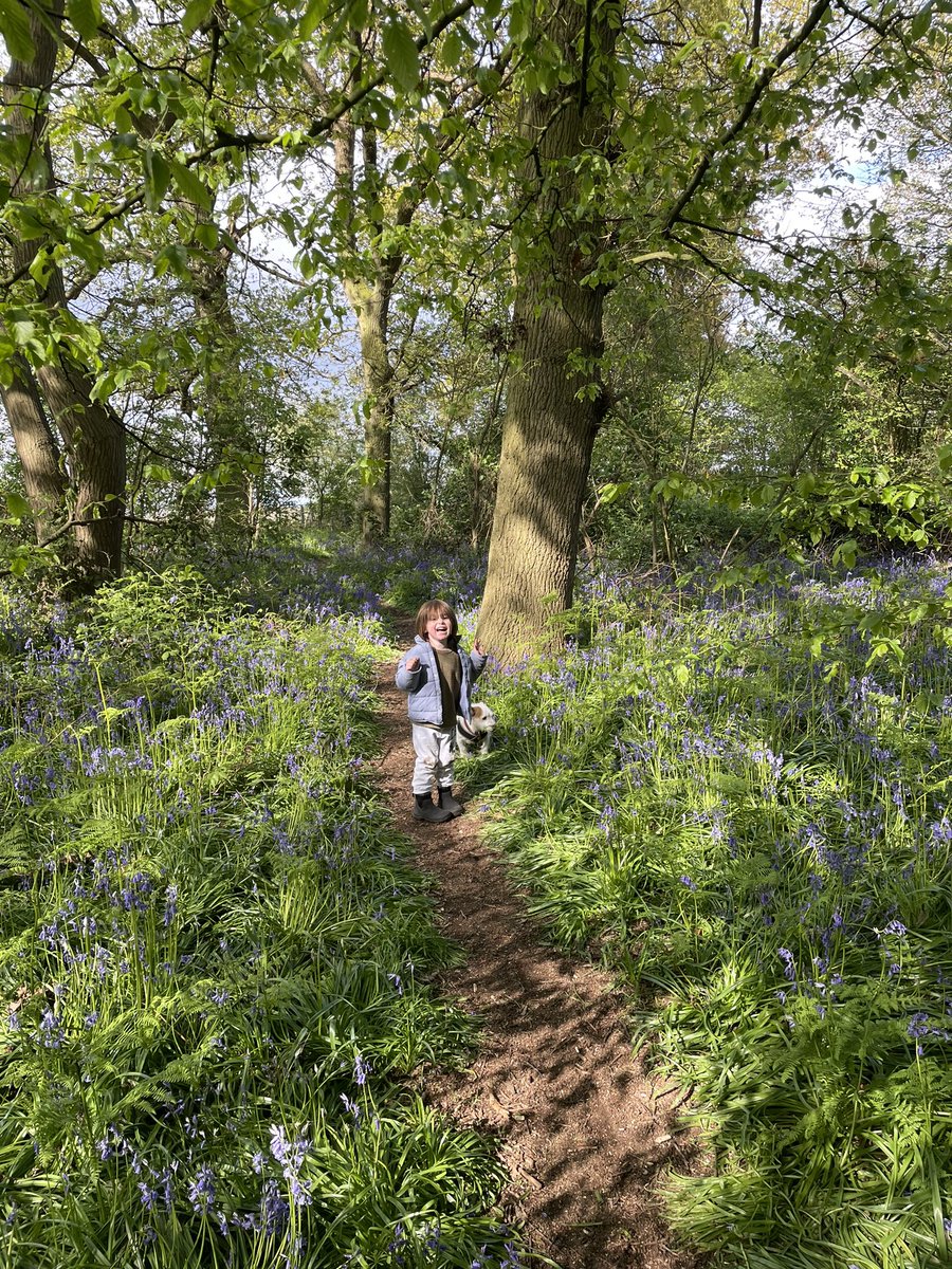 I was walking in the forest with this little guy, following paths amongst the bluebells. We talked about trees, how amazing they were and that their roots extended into the ground, as far as their branches did into the sky. 
#BIP420 #Op_Cat