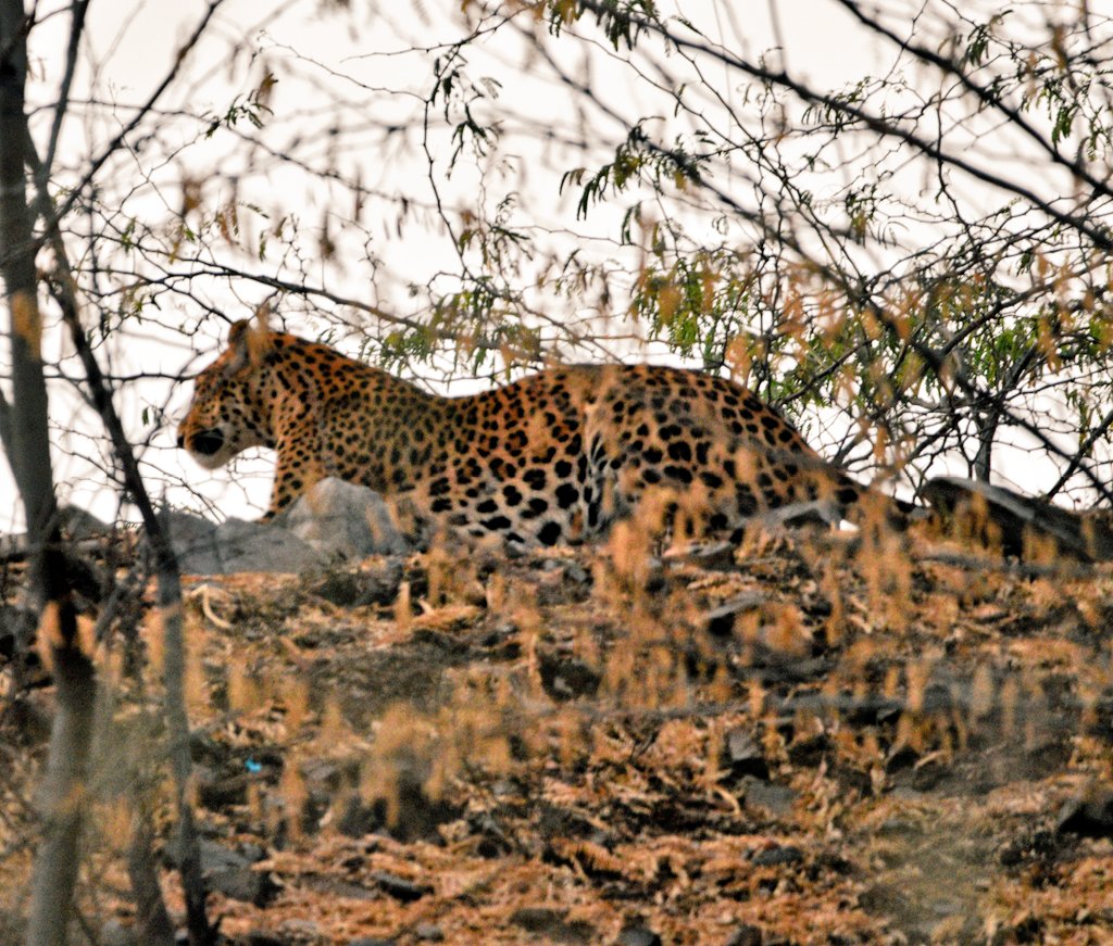 Good Morning from Jhalana...

#Leopard #Panther #Tiger #Lion #BigCats #PantheraTrails #jhalanaforest #Jhalana #amagarh #ranthambore #jaipur #rajasthanwildlife #ThePhotoHour