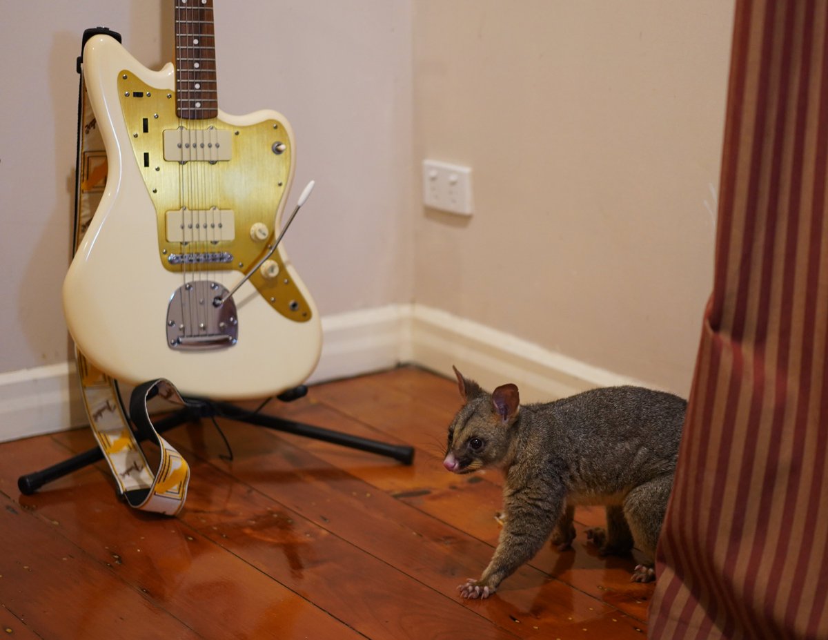 The Possum caught trying to steal my Jazzmaster a couple of years ago.