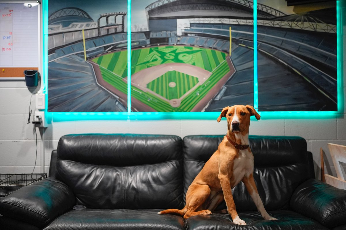 Derby the #Mariners grounds crew dog returns, pictured here in her office, where she does very important business work and makes many business calls. Or takes naps. (@K_Dvorak13)