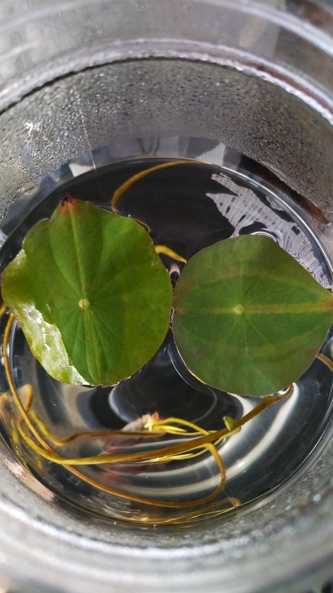 蓮種DAY23
水温19℃
1号に成長点が見えて来ました。
2号の根は、やはり良くない。
葉っぱは元気なのだが🪷