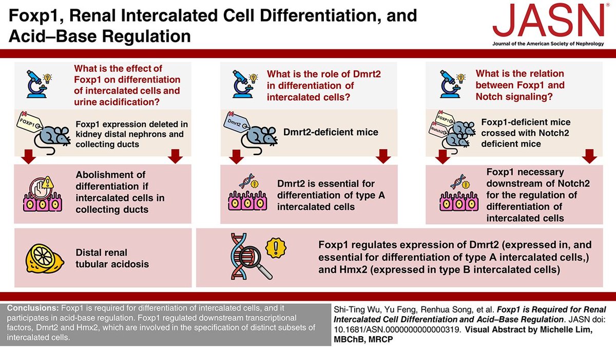 Kidney collecting ducts are comprised of principal cells and intercalated cell. This study found Foxp1 is required for the renal intercalated cell differentiation and participated in acid–base regulation bit.ly/JASN0319 @Xzheng12