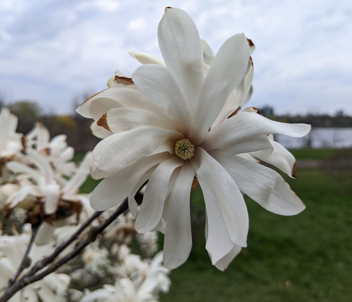 Arboretum blooms are lookin' 👌
Tulips across at Commoners are coming in strong and the place is lousy* with picnic tables & portable washrooms, which they should just leave and service all year. 🤷🏻‍♀️ 
(Oh! And we're about a week from the Dinosaur Tree exploding. 🥰).
#SeenOnMyRun