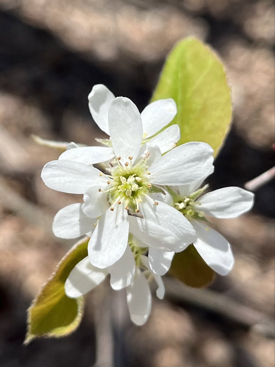 QT a photo of something white 🤍 Serviceberry flowers! I’d really like to try some serviceberries 🙃