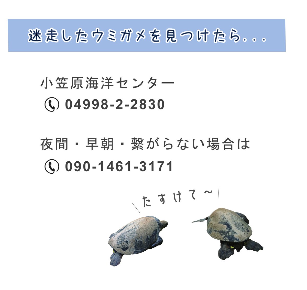 ウミガメの産卵シーズンとなりました🐢 父島で道路に出てしまった、木に挟まっているなど困ったウミガメを見かけた際は海洋センターまでご連絡ください！！ ウミガメは体重100kgを超えるため、無闇に近付くと怪我をする恐れがあります。 温かい見守りで、ウミガメと人の安全確保にご協力ください🐢🩵