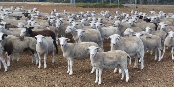 An $8.6 million Western Australian government assistance package for the state’s struggling sheep industry would not go far and was a “drop in the ocean” to what would be needed

👉 loom.ly/BQiDuOI