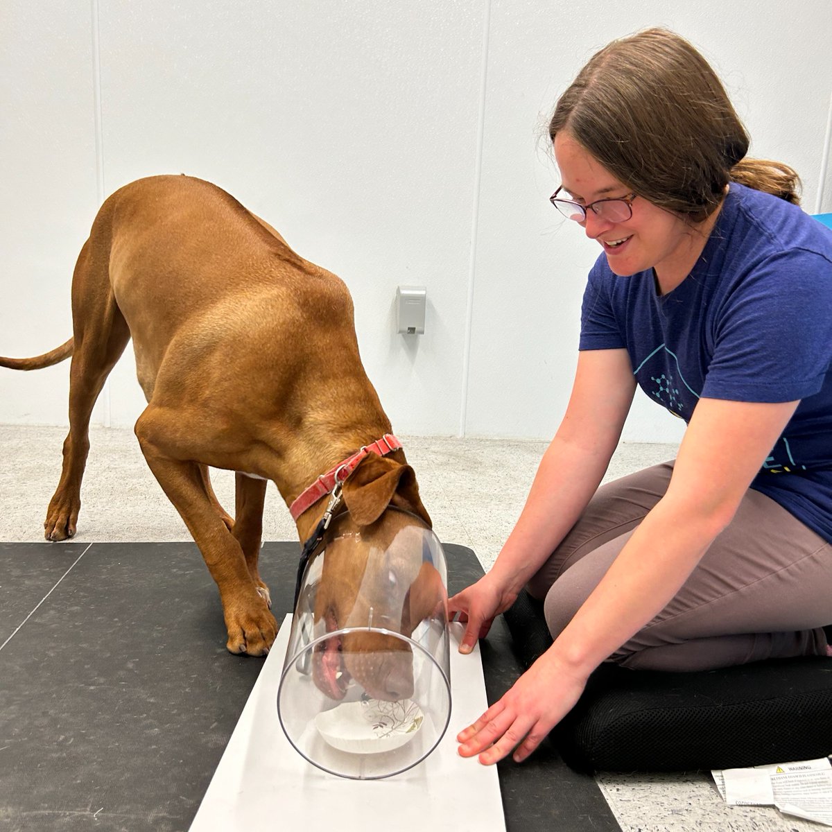We had the opportunity to spotlight the exceptional research our canine cognition is doing to improve our ability to care for the dogs in our lives, promoting healthy and long-lived human-animal bonds. #research <a href="/AJVROA/">AJVR</a> <a href="/EvanMacLean/">EvanMacLean</a> <a href="/DrEmilyBray/">Emily Bray</a> 

avmajournals.avma.org/view/journals/…
