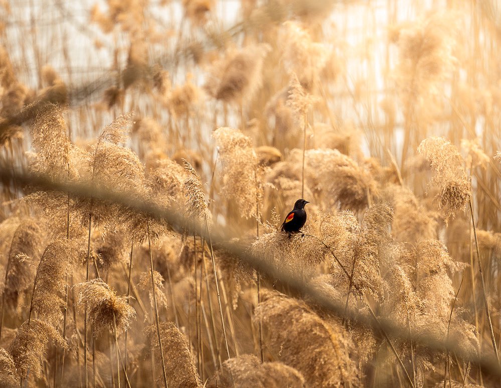 Golden hues 
Vischer Ferry Nature & Historic Preserve

#iloveny #birdwatching #sonyshooter