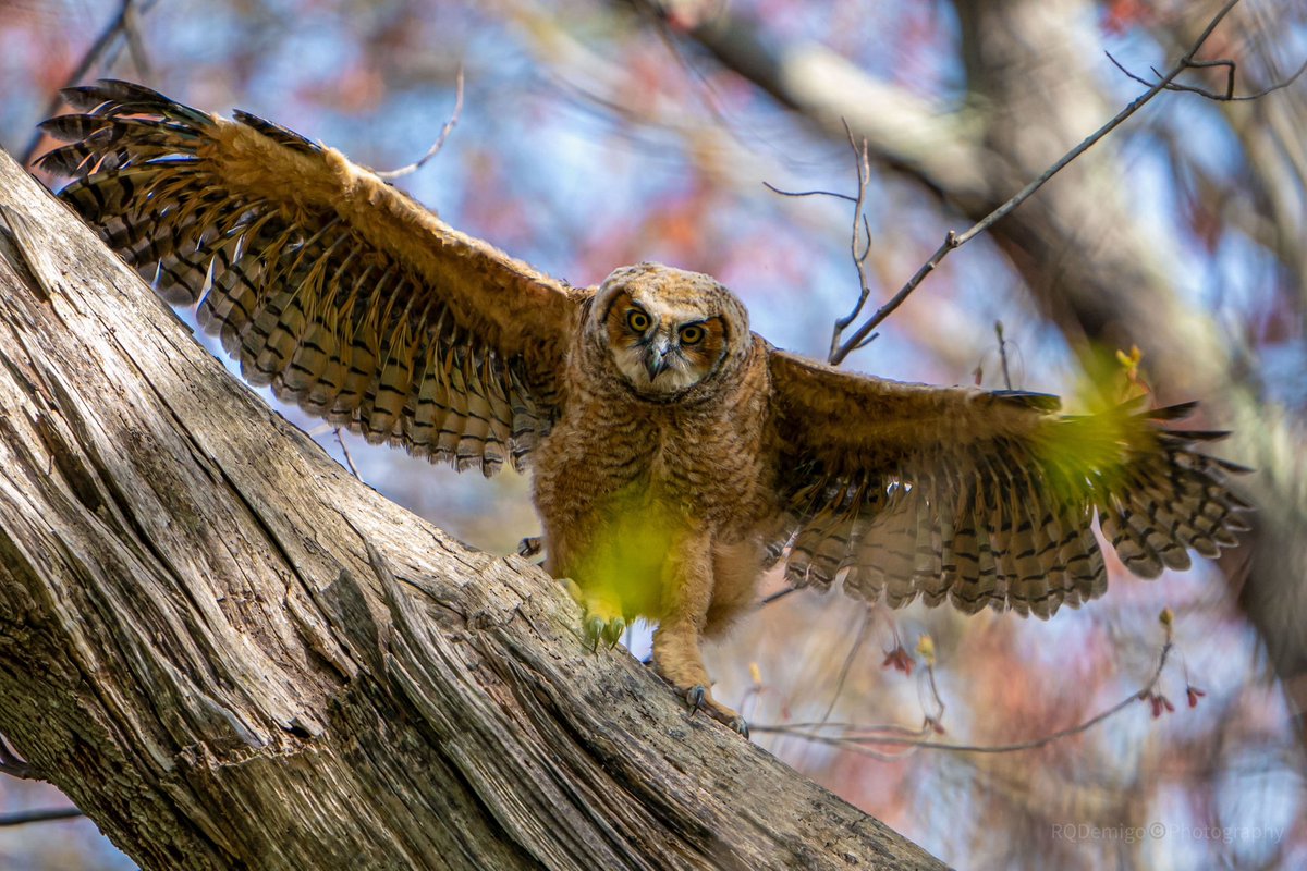 A Great Horned Owlet practicing a full wing extension. #wildlifephotography #wildlife #nature #owl #birdsofprey