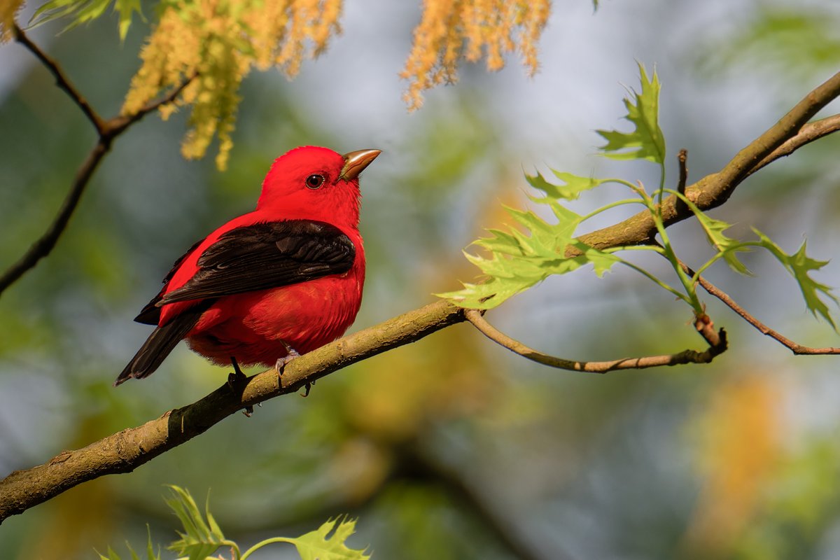 Scarlet Tanager at Turtle Pond in Central Park this afternoon
#scarlettanager #birdcpp #springmigration2024 #birdphotography #nikonphotography