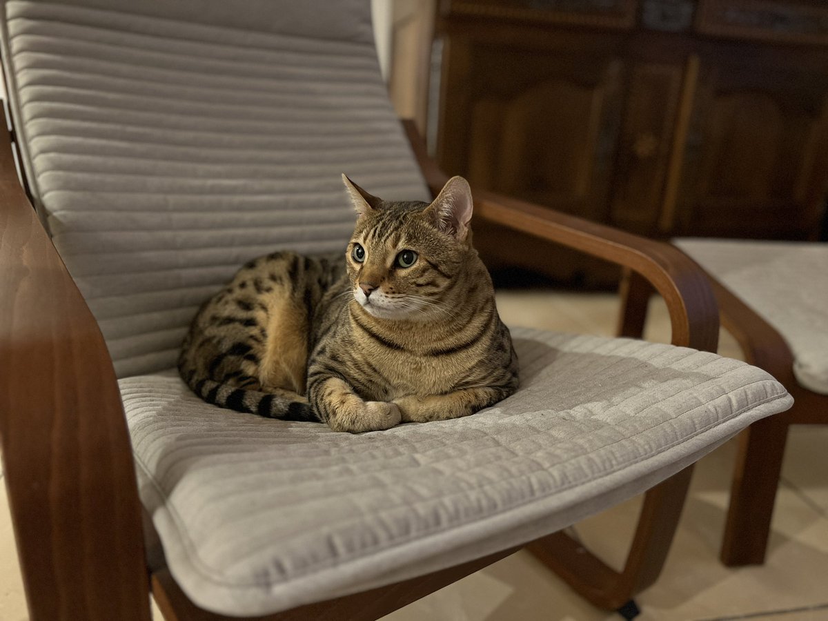 訓練が始まって以来、毎晩帰宅すると猫に家を留守にしたことを叱られていますが、彼はまあ元気にしています