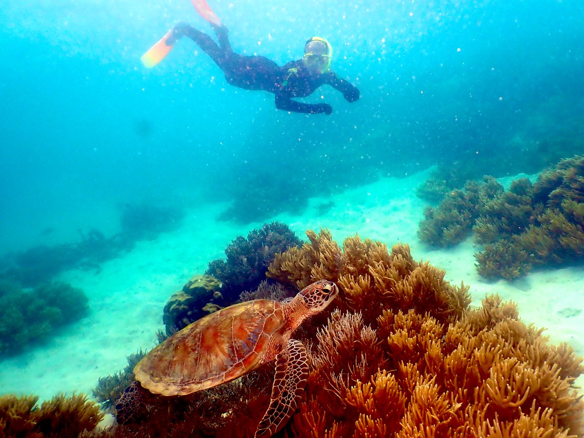 Nothing like a day on the Great Barrier Reef to be reminded of the urgent need for #climateaction. In awe of its beauty & ecological significance - we have to save what’s left! Follow @GrataFund for #climatecaseau updates from Gimuy (Cairns) this week australianclimatecase.org.au