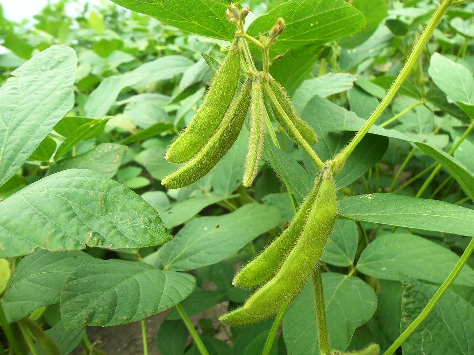Genetic mapping of slow canopy wilting in soybean. rdcu.be/dFIY4