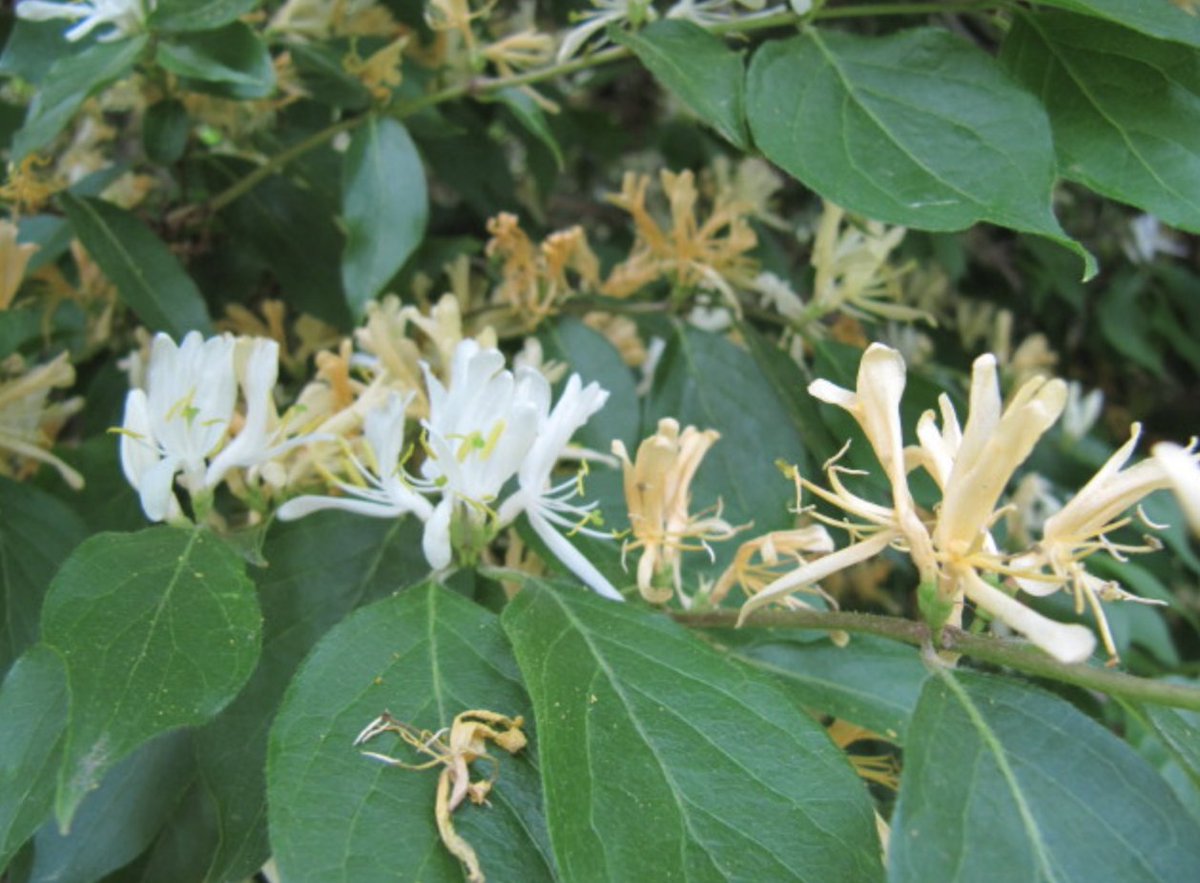 Emry et al (2024) #NAJ: Small-scale suppression of #honeysuckle in well-established populations will likely lead to recolonization by only a small number of #species that may remain dominant for several years
#restoration #invasivespecies #ecology
bioone.org/journals/natur…