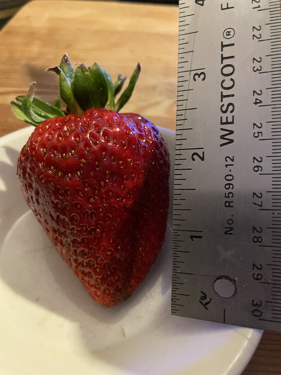 About to eat a strawberry from the Land of GIANTS…