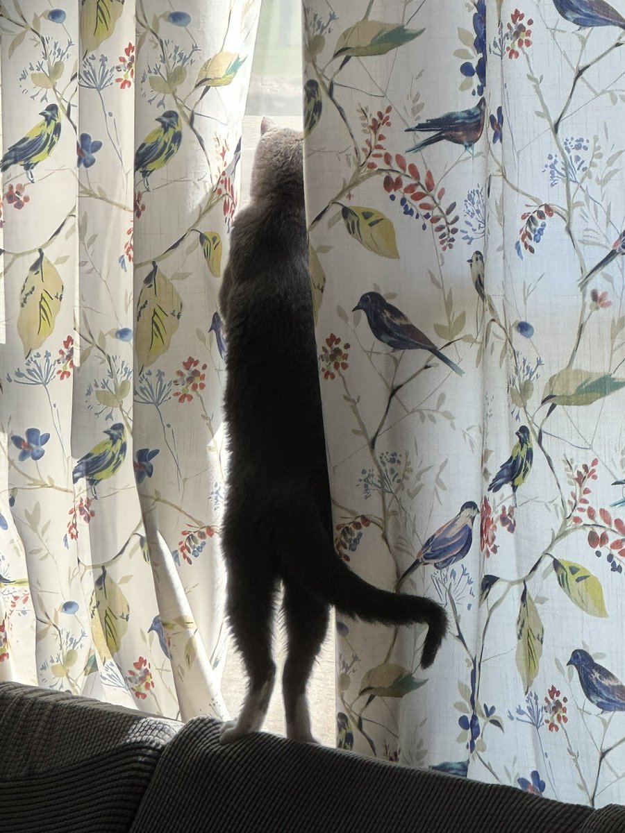 DJ Dot bird watching through bird curtains, camouflage!